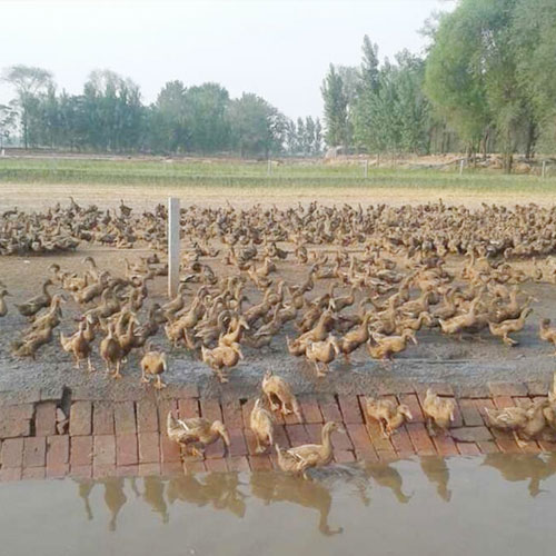深圳市佳膳福蔬菜配送有限公司